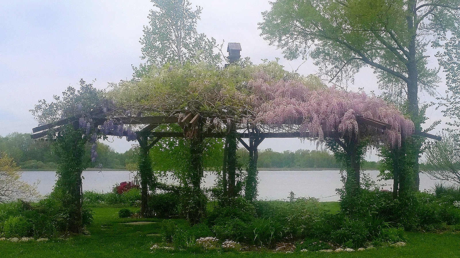 WISTERIA IN BLOOM ATOP FLOWERING GAZEBO; CREEPING PHLOX IN BLOOM IN FRONT FLOWERBED